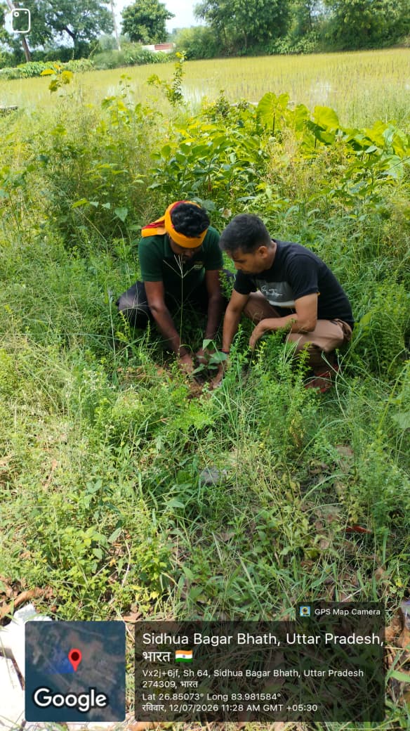 Tree plantation drive by volunteers