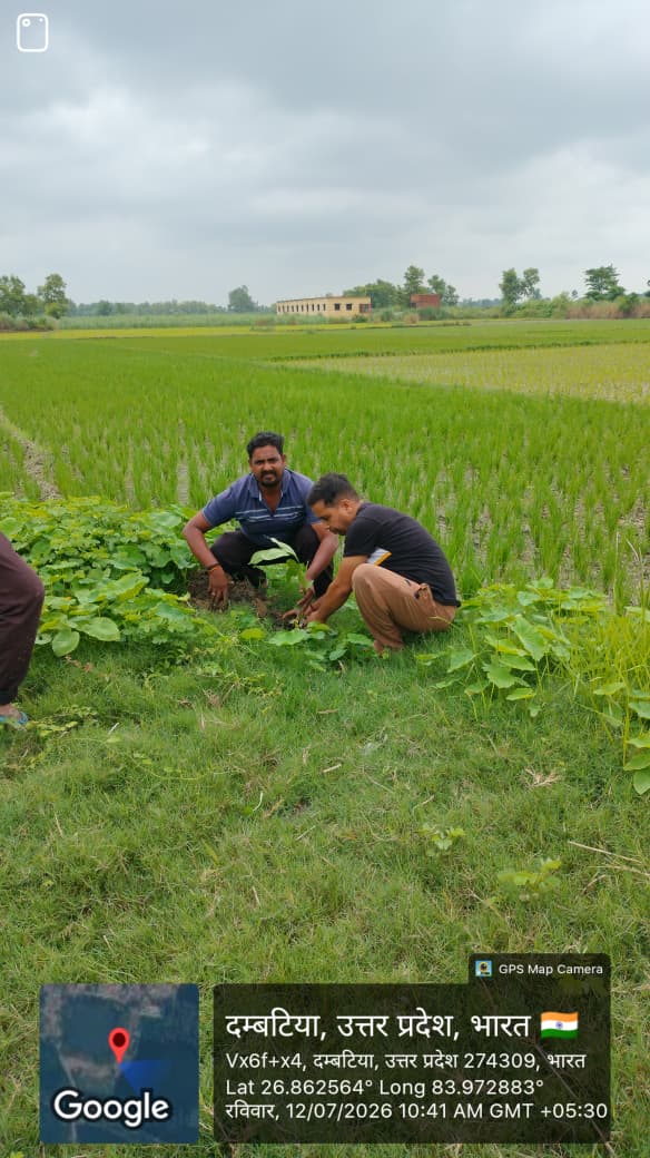 Sapling Distribution